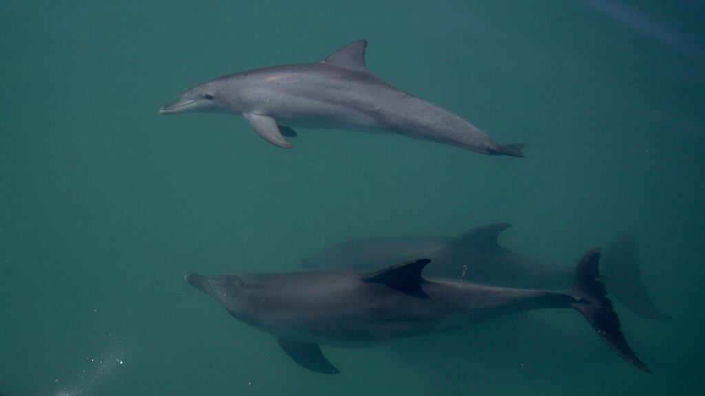 Byron Bay Dolphin Profiles Archives - Dolphin Research Australia.Org