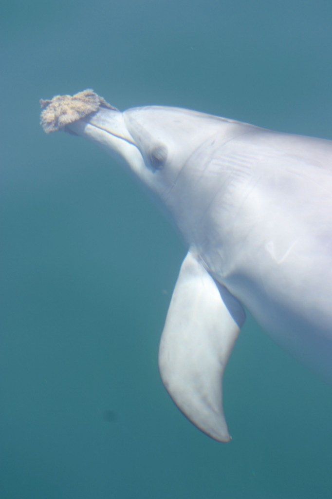 Dolphin Fajita with sponge 2